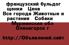 французский бульдог щенки › Цена ­ 50 000 - Все города Животные и растения » Собаки   . Мурманская обл.,Оленегорск г.